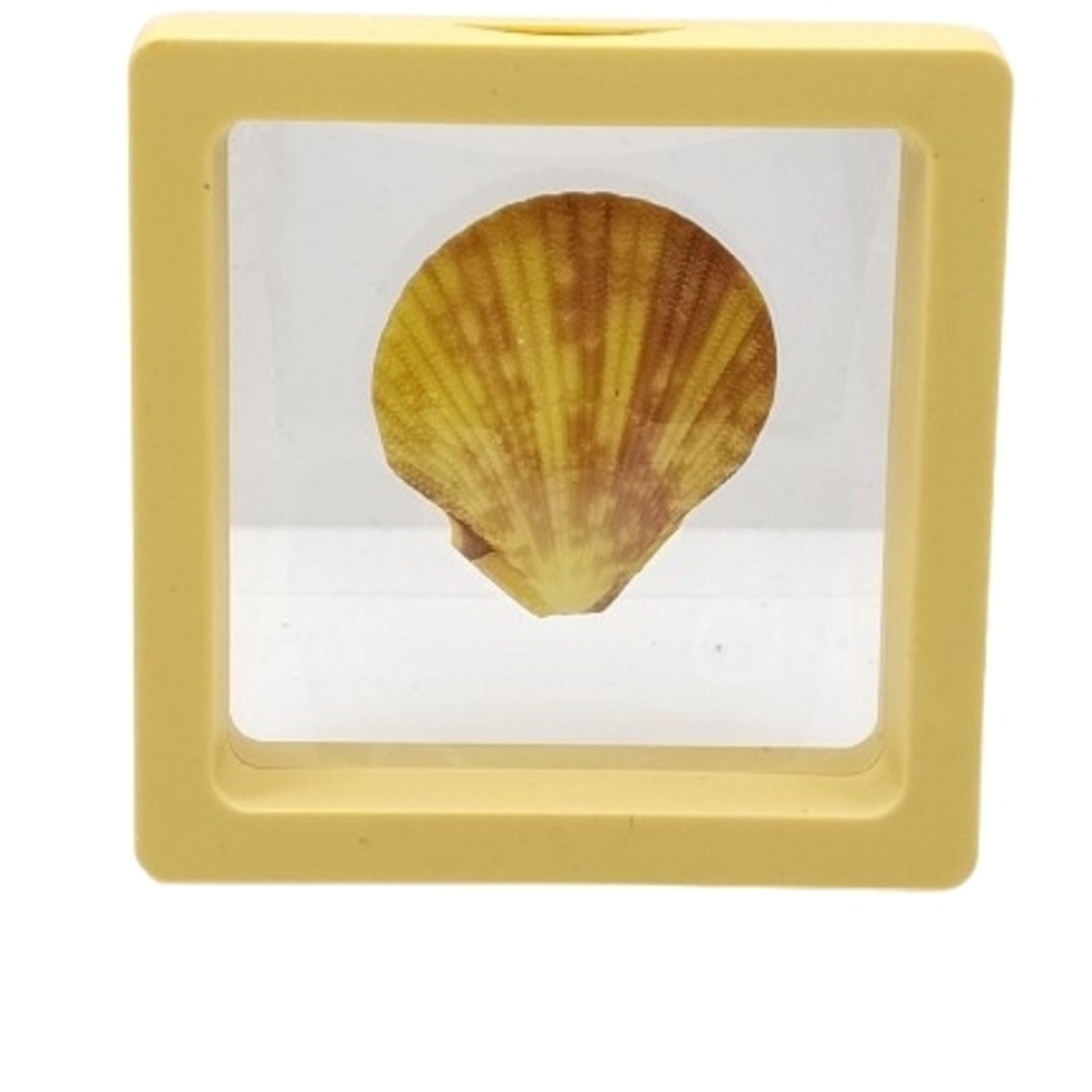 2.75 x 2.75 Decorative Seashell in Yellow Frame